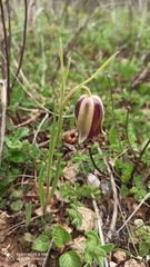 Fritillaria acmopetala