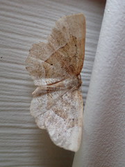 Metarranthis indeclinata