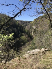 Globularia bisnagarica