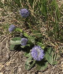 Globularia bisnagarica