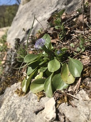 Globularia bisnagarica