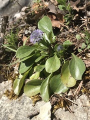 Globularia bisnagarica