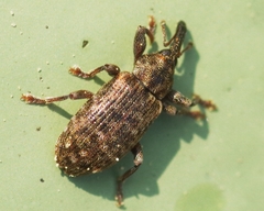 Dorytomus taeniatus