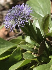 Globularia bisnagarica