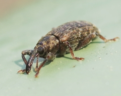 Dorytomus taeniatus