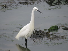 Egretta garzetta