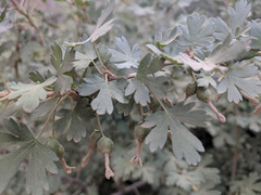 Ribes velutinum