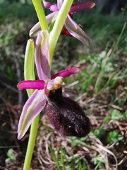 Ophrys bertolonii benacensis