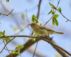 Phylloscopus collybita