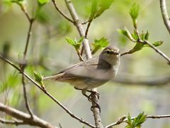 Phylloscopus collybita