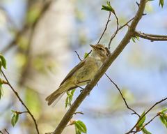 Phylloscopus collybita
