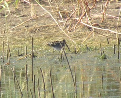 Gallinago nigripennis