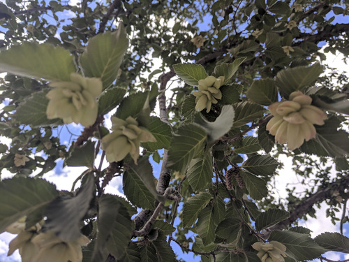 Knowlton's hophornbeam