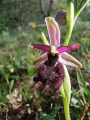Ophrys bertolonii benacensis