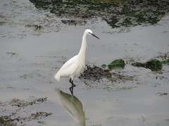 Egretta garzetta