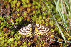 Eurranthis plummistaria