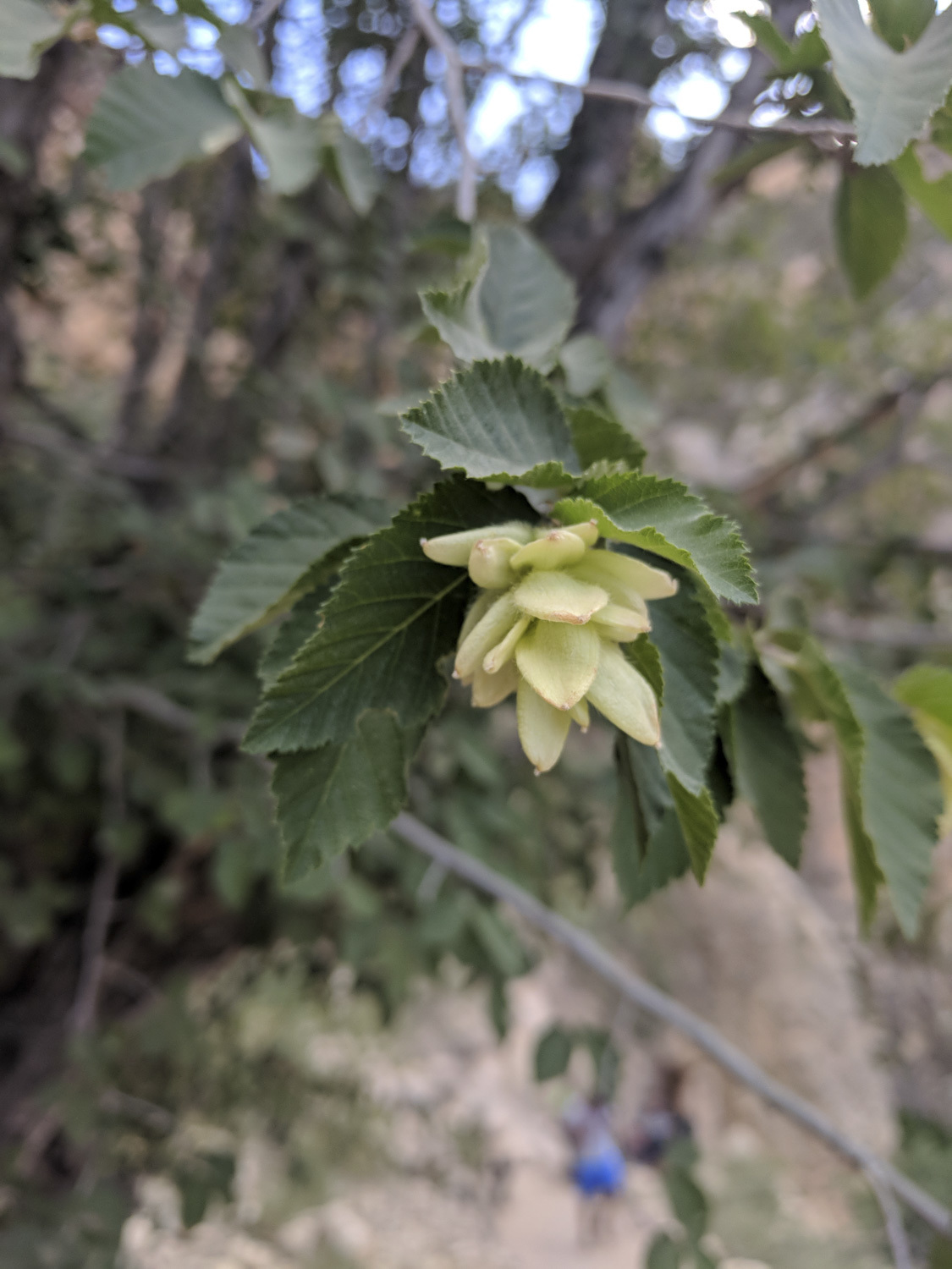 Ostrya knowltonii