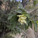 Western Hophornbeam - Photo (c) Colin Barrows, some rights reserved (CC BY-NC), uploaded by Colin Barrows