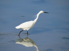 Egretta garzetta