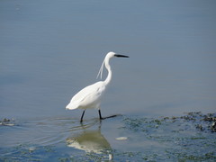 Egretta garzetta