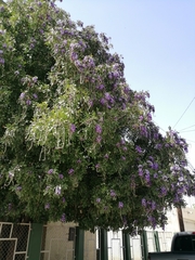 Dermatophyllum secundiflorum