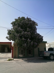 Dermatophyllum secundiflorum