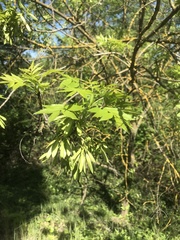 Magnoliopsida