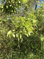 Magnoliopsida