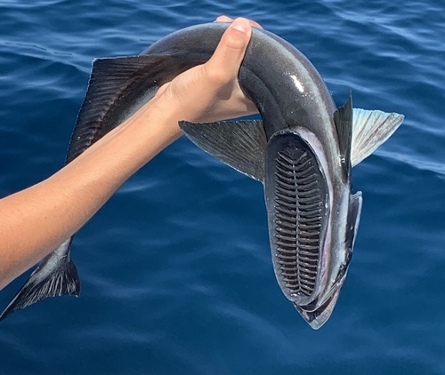 Live sharksucker (Echeneis naucrates) — Echeneidae — 2