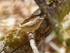 Phylloscopus collybita