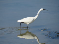 Egretta garzetta