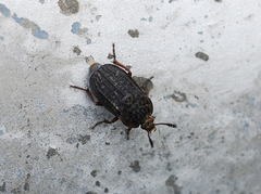 Thanatophilus rugosus