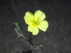 Oenothera pubescens