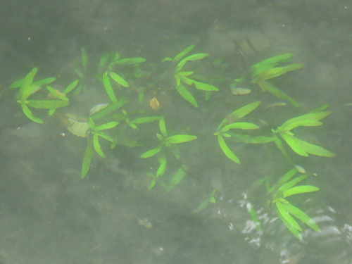 Image of Hygrophila polysperma by (c) chiuluan, some rights reserved (CC BY)