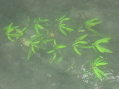 Hygrophila polysperma