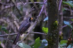 Saltator aurantiirostris