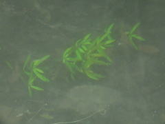 Hygrophila polysperma