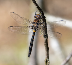 Helocordulia selysii