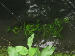 Hygrophila polysperma