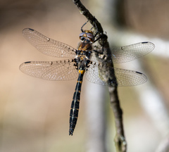 Helocordulia selysii