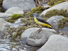 Motacilla cinerea