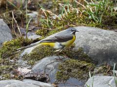 Motacilla cinerea