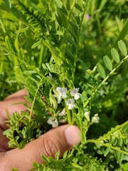 Vicia ervilia