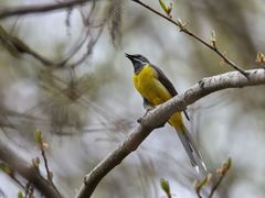 Motacilla cinerea