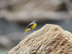 Motacilla cinerea