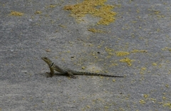 Sceloporus cyanogenys