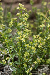 Galium multiflorum