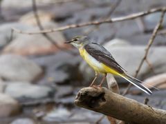Motacilla cinerea
