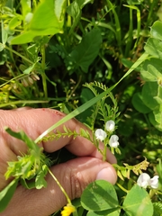 Vicia ervilia