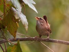 Troglodytes troglodytes